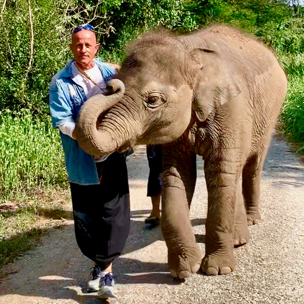 Visiting The Elephant Sanctuary